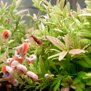 Planorbes roses