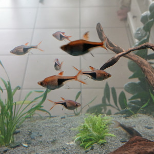 Don de mes poissons