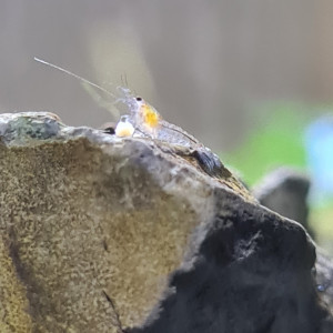 Neocaridina Blue jelly