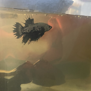 Betta sélection