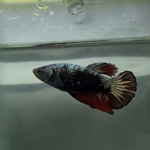 Betta sélection