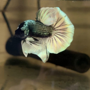 Betta sélection