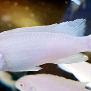 Pseudotropheus socolofi albinos