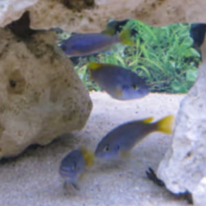 Pseudotropheus acei