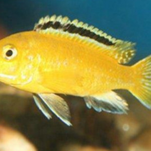 Labidochromis jaune