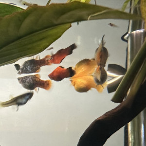 DONNE GUPPYS, MOLLYS, PLATYS