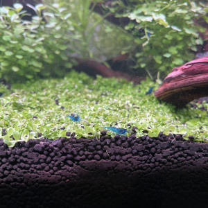 Blue Velvet