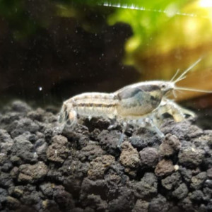 Ecrevisse naines Cambarellus texanus