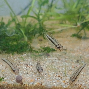 Jeunes Pelvicachromis pulcher
