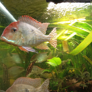 Geophagus Mâle