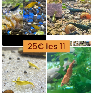 Sakura orange/red cherry /yellow néon/sp green jadeetc