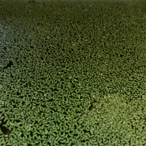 Lentilles d’eau. Rare moss