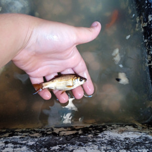 Vend poisson d'eau douce