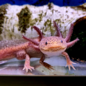 2 axolotls copper 10cm+ 1 copper mâle 23cm