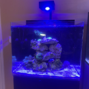 Aquarium marin complet