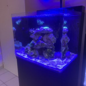 Aquarium marin complet