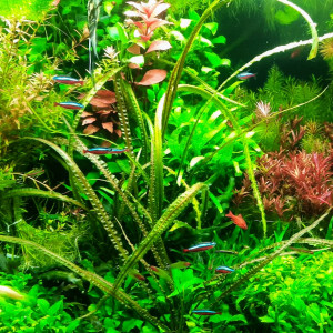 PLANTE AQUARIUM