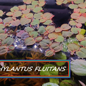 PLANTE AQUARIUM