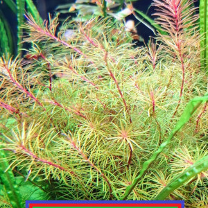 PLANTE AQUARIUM