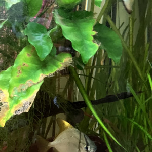 Don - Monodactylus argenteus