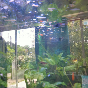 Je cède un aquarium complet