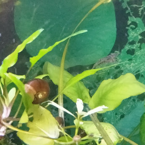 Je cède un aquarium complet
