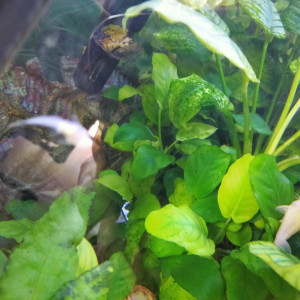 Je cède un aquarium complet