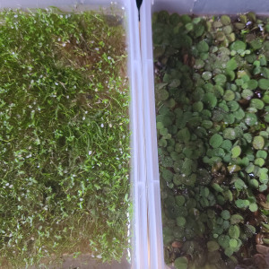 Plantes flottantes à échanger