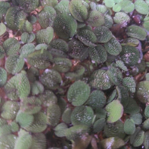Plantes flottantes à échanger