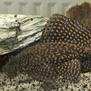 Don pleco commun (Hypostomus plecostomus)
