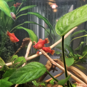 Donne platys femelles
