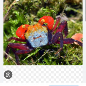 Recherche de crabes vampire (Geosesarma)