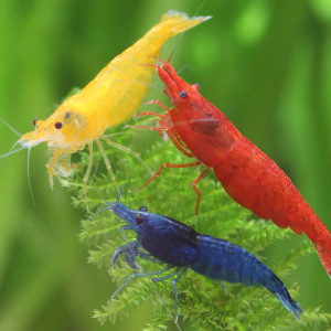 Crevettes lot panache de couleurs sélectionnées