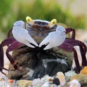 Recherche Crabes Vampire en Don – Passionné cherche petit crustacé mystique !