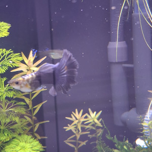 Donne 3 guppys, 1 mâle et 2 femelles