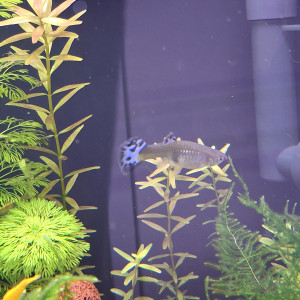 Donne 3 guppys, 1 mâle et 2 femelles