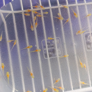 Donne Axolotls