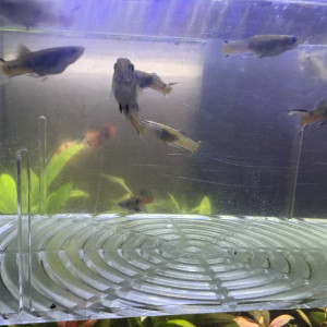 Guppy endler mâle