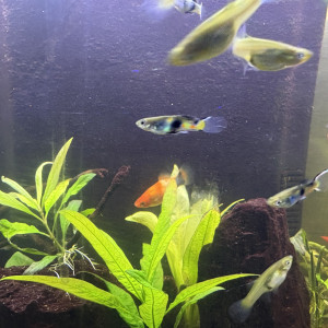 Guppy endler mâle