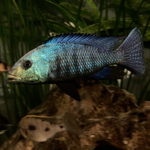 Nombreux cichlidés - Malawi - IDF