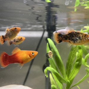 Don gourami + platy