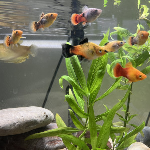 Don gourami + platy