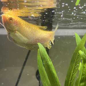 Don gourami + platy