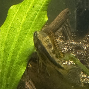 cichlidé nain Apistogramma cacatuoides