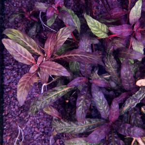 Staurogyne repens purple plantes très rare