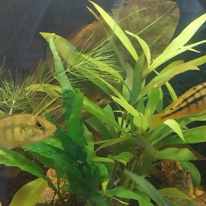 Deux Haplochromis kribensis à donner