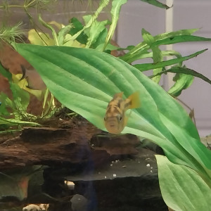 Deux Haplochromis kribensis à donner