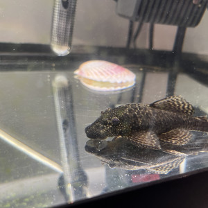 Ancistrus