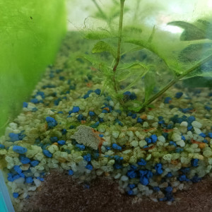 Crevettes Néocaridina