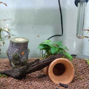 Bébés platys